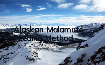 Alaskan Malamute Feeding Method