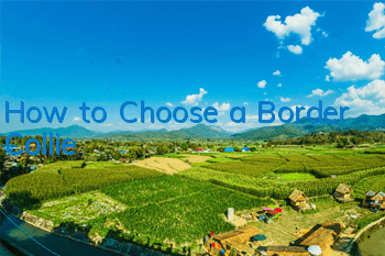 How to Choose a Border Collie