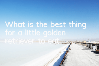 What is the best thing for a little golden retriever to eat?