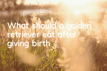 What should a golden retriever eat after giving birth?
