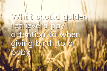 What should golden retrievers pay attention to when giving birth to a baby?