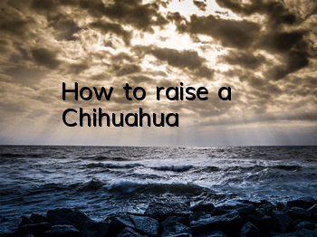 How to raise a Chihuahua