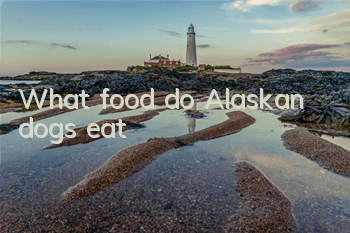 What food do Alaskan dogs eat?