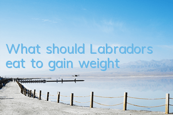 What should Labradors eat to gain weight?