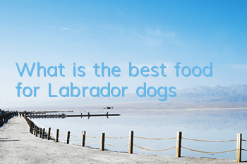 What is the best food for Labrador dogs?