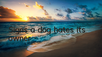 Signs a dog hates its owner