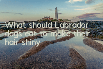 What should Labrador dogs eat to make their hair shiny?