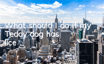 What should I do if my Teddy dog ​​has lice?