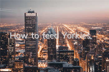How to feed Yorkies