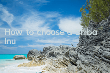 How to choose a Shiba Inu