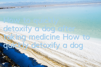 How to quickly detoxify a dog after taking medicine How to quickly detoxify a dog