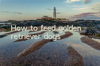 How to feed golden retriever dogs