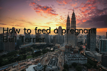 How to feed a pregnant Bull Terrier