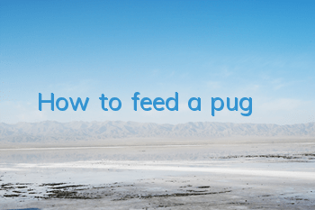How to feed a pug