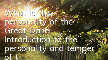 What is the personality of the Great Dane? Introduction to the personality and temper of the Great Dane