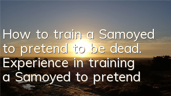 How to train a Samoyed to pretend to be dead. Experience in training a Samoyed to pretend to be dead.