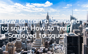How to train a Samoyed to squat? How to train a Samoyed to squat?