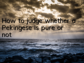 How to judge whether a Pekingese is pure or not?