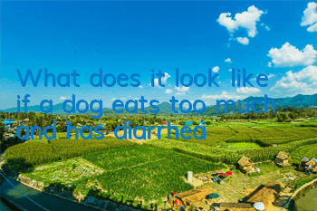 What does it look like if a dog eats too much and has diarrhea?