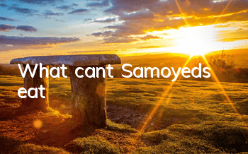 What can’t Samoyeds eat?