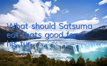 What should Satsuma eat that’s good for his fur?