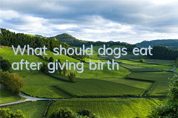 What should dogs eat after giving birth?