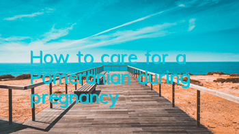 How to care for a Pomeranian during pregnancy