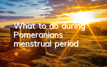 What to do during Pomeranian’s menstrual period