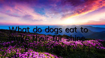 What do dogs eat to make their fur shine?