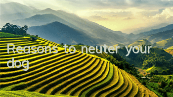 TReasons to neuter your dog