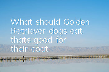 What should Golden Retriever dogs eat that’s good for their coat?