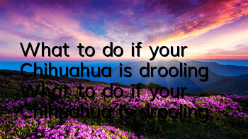 What to do if your Chihuahua is drooling What to do if your Chihuahua is drooling