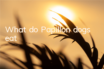 What do Papillon dogs eat?