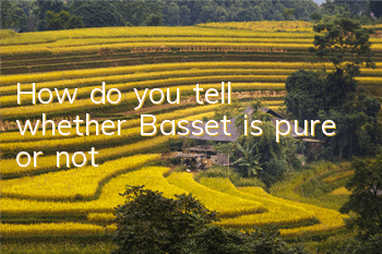 How do you tell whether Basset is pure or not?