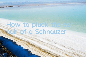 How to pluck the ear hair of a Schnauzer