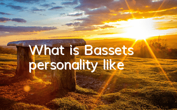 What is Basset's personality like?