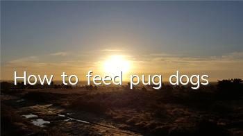 How to feed pug dogs