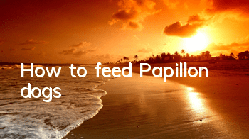 How to feed Papillon dogs