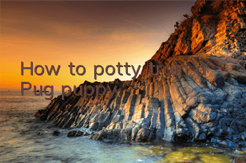 How to potty train a Pug puppy