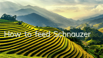How to feed Schnauzer