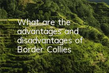 What are the advantages and disadvantages of Border Collies?