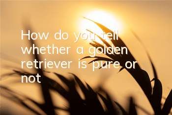 How do you tell whether a golden retriever is pure or not?