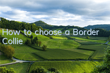 How to choose a Border Collie
