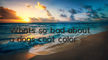 What’s so bad about a dog’s coat color?