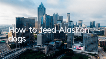 How to feed Alaskan dogs