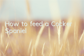 How to feed a Cocker Spaniel