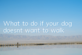 What to do if your dog doesn’t want to walk