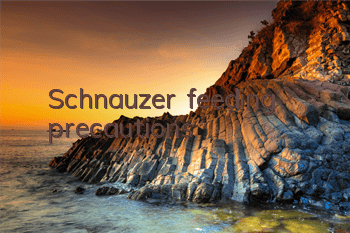 Schnauzer feeding precautions