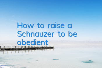 How to raise a Schnauzer to be obedient