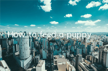 How to feed a puppy